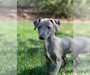 Italian Greyhound Puppy for sale in SAINT GEORGE, UT, USA