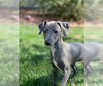 Small Photo #1 Italian Greyhound Puppy For Sale in SAINT GEORGE, UT, USA