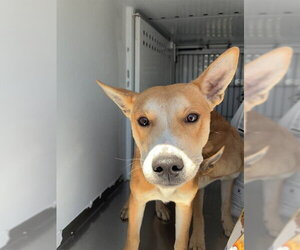 Mutt Dogs for adoption in Stockton, CA, USA