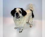 Small #4 Basset Hound-Colonial Cocker Spaniel Mix
