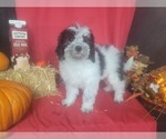 Small #7 Bernedoodle-Poodle (Toy) Mix
