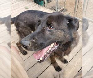 Bear - Male Labrador Retriever-Unknown Mix Dog for Adoption - Photo #8