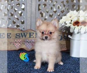 Pomeranian Puppy for sale in MOUNT VERNON, OH, USA