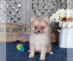 Image preview for Ad Listing. Nickname: Frankie