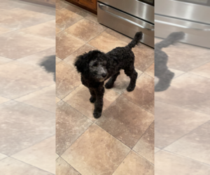 Poodle (Standard) Puppy for sale in CAVE SPRING, KY, USA