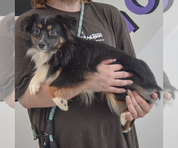 Medium Photo #2 Australian Shepherd-Unknown Mix Puppy For Sale in Huntley, IL, USA