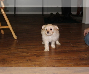 Pomeranian-Poodle (Toy) Mix Puppy for sale in EVART, MI, USA