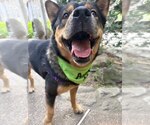 Small #1 Akita Mix