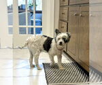 Small Mutt