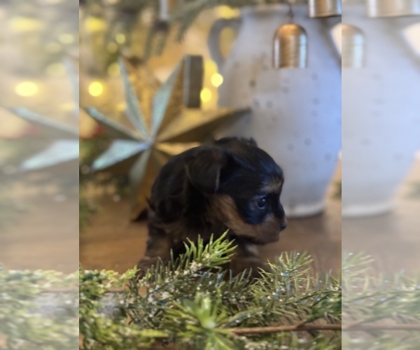 Medium Photo #3 Yorkshire Terrier Puppy For Sale in HUDSON, FL, USA