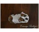 Small Photo #4 Bulldog Puppy For Sale in MESQUITE, TX, USA