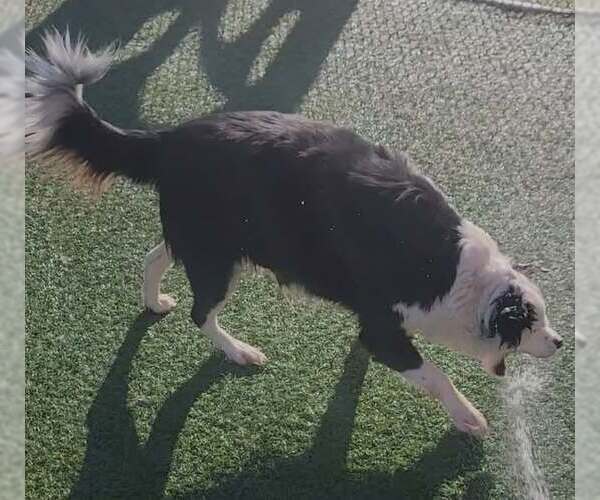 Medium Photo #5 Border Collie Puppy For Sale in Highland, IL, USA