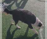 Small #4 Border Collie