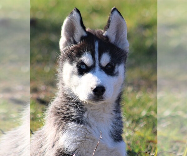 Medium Photo #3 Siberian Husky Puppy For Sale in STEVENS, PA, USA
