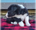 Small Photo #282 Border Collie Puppy For Sale in NORBORNE, MO, USA