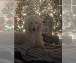 Small Photo #1 Poodle (Miniature) Puppy For Sale in BHAVEN, MS, USA