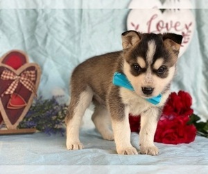 Ausky Puppy for sale in LANCASTER, PA, USA