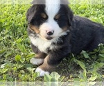 Small #19 Bernese Mountain Dog