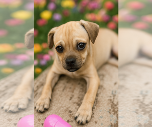 Beagle Dogs for adoption in Menifee, CA, USA