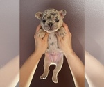 Small Photo #1 French Bulldog Puppy For Sale in HILTON, NY, USA