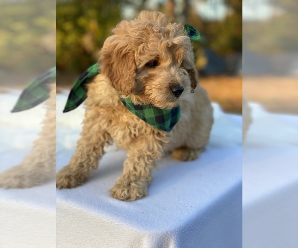 Medium Photo #3 Goldendoodle Puppy For Sale in FROSTPROOF, FL, USA