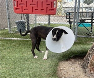 Mutt Dogs for adoption in Downey, CA, USA