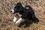 Small Photo #1 Border Collie Puppy For Sale in EVANS, CO, USA
