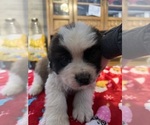 Small Photo #27 Saint Bernard Puppy For Sale in NEW MARKET, IA, USA