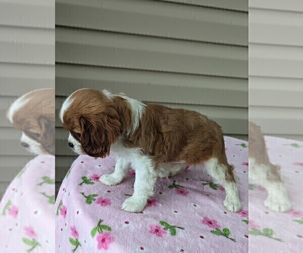 Medium Photo #1 Cavalier King Charles Spaniel Puppy For Sale in DUNNVILLE, KY, USA