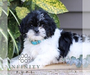 Shih Tzu Puppy for sale in ELIZABETHTOWN, PA, USA