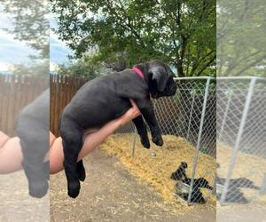 Medium Cane Corso