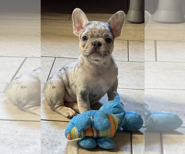 Medium Photo #16 French Bulldog Puppy For Sale in LAKE WALES, FL, USA