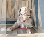 Small Photo #7 Poodle (Standard) Puppy For Sale in NEW YORK MILLS, MN, USA