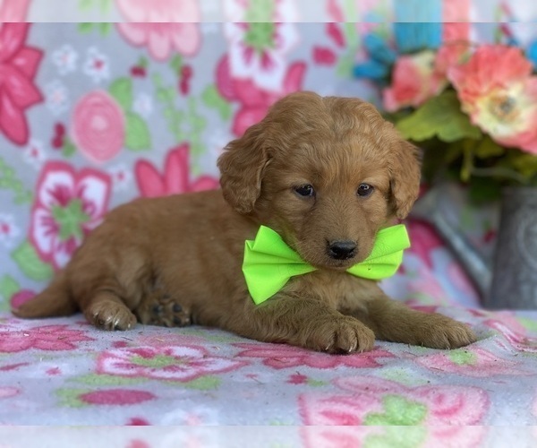 Medium Photo #2 Goldendoodle (Miniature) Puppy For Sale in LANCASTER, PA, USA