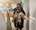 Small #9 Huskies -Jack Russell Terrier Mix