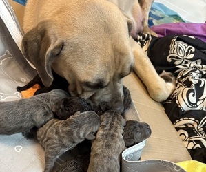 Cane Corso Puppy for Sale in STUART, Iowa USA
