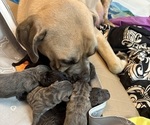 Litter of 8 - Male(s) and Female(s) Cane CorsoLitter of Puppies for Sale - Small photo