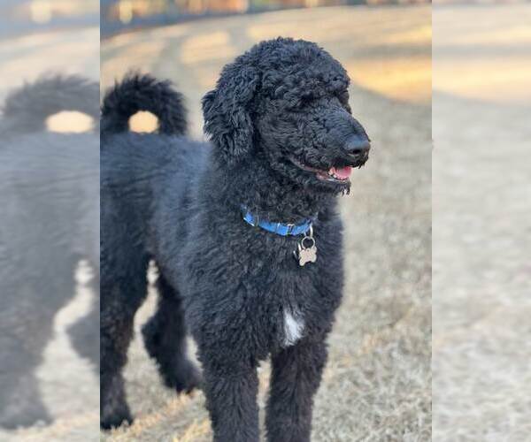 Medium Photo #2 Poodle (Standard) Puppy For Sale in Kennesaw, GA, USA