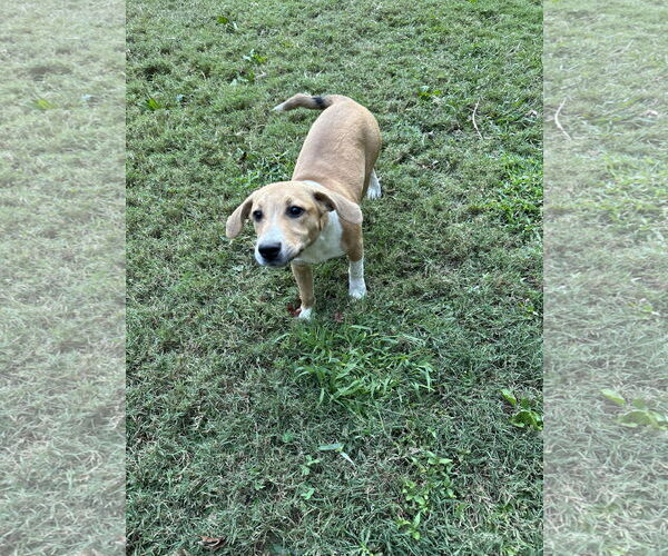 Medium Photo #1 Bluetick Coonhound-Redbone Coonhound Mix Puppy For Sale in Ball Ground, GA, USA