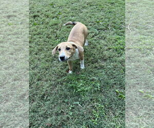 Bluetick Coonhound-Redbone Coonhound Mix Dogs for adoption in Ball Ground, GA, USA
