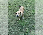 Small Bluetick Coonhound-Redbone Coonhound Mix