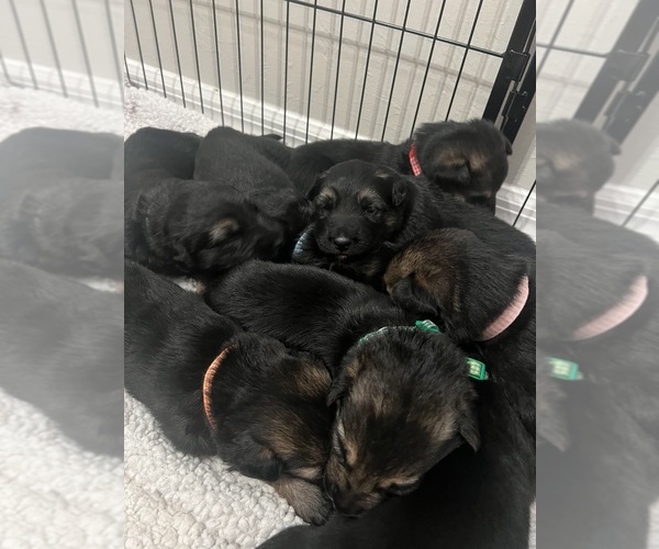 Medium Photo #1 German Shepherd Dog Puppy For Sale in LEHIGH ACRES, FL, USA