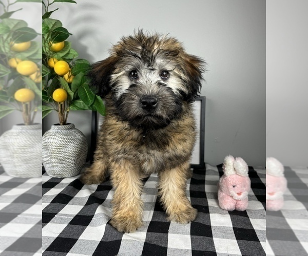 Medium Photo #6 Soft Coated Wheaten Terrier Puppy For Sale in FRANKLIN, IN, USA