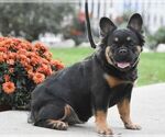 Small Photo #1 French Bulldog Puppy For Sale in RONKS, PA, USA