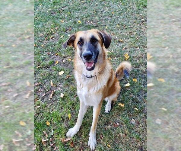 Medium Photo #7 Anatolian Shepherd-German Shepherd Dog Mix Puppy For Sale in Sacramento, CA, USA