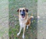 Small #6 Anatolian Shepherd-German Shepherd Dog Mix