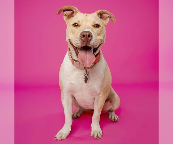 Medium Photo #2 American Pit Bull Terrier-Unknown Mix Puppy For Sale in Fargo, ND, USA