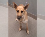 Small German Shepherd Dog Mix