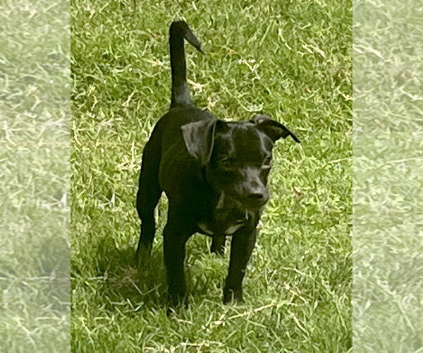 Medium Photo #5 Chiweenie Puppy For Sale in Corona, CA, USA