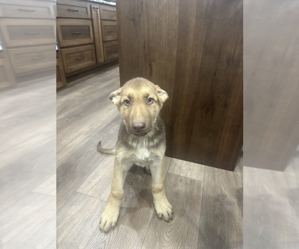 Medium Photo #8 German Shepherd Dog Puppy For Sale in OSAGE CITY, KS, USA